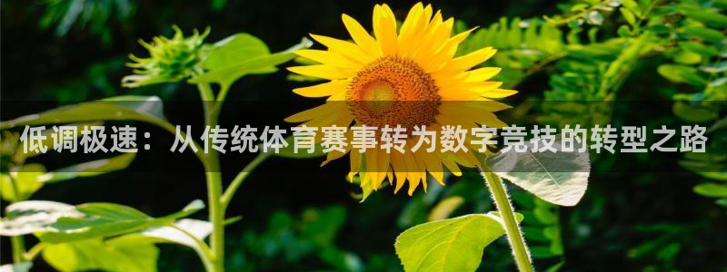 低调极速：从传统体育赛事转为数字竞技的转型之路